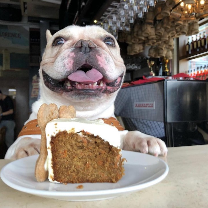 Dog-Friendly Restaurants, Cafes, Bars Hong Kong: Stazione Novella