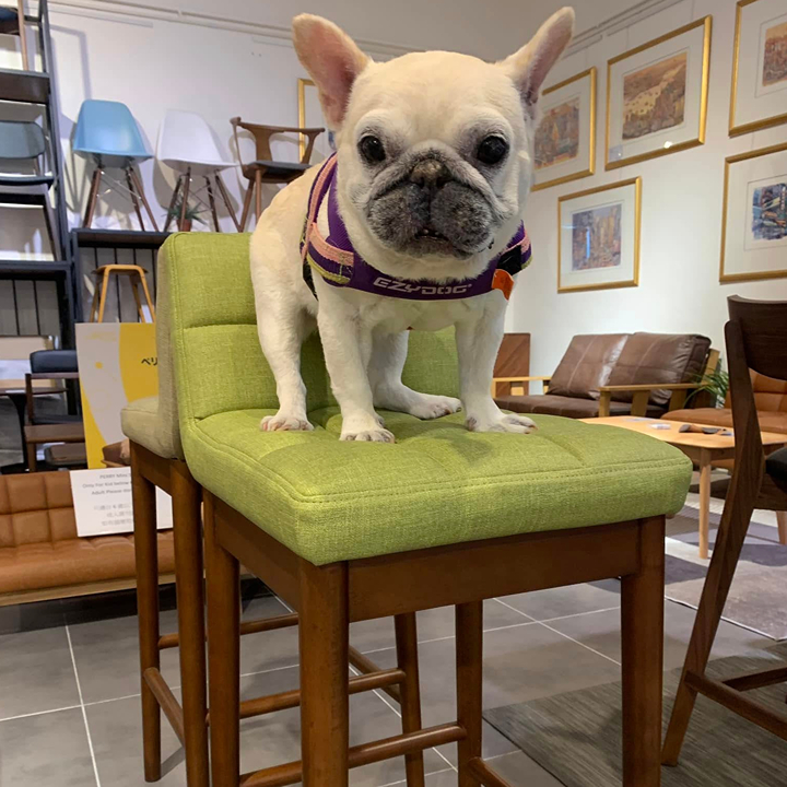 dog on takumi furniture, horizon plaza best furniture stores hong kong